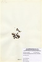 藏品(膜狀網翼藻)的圖片